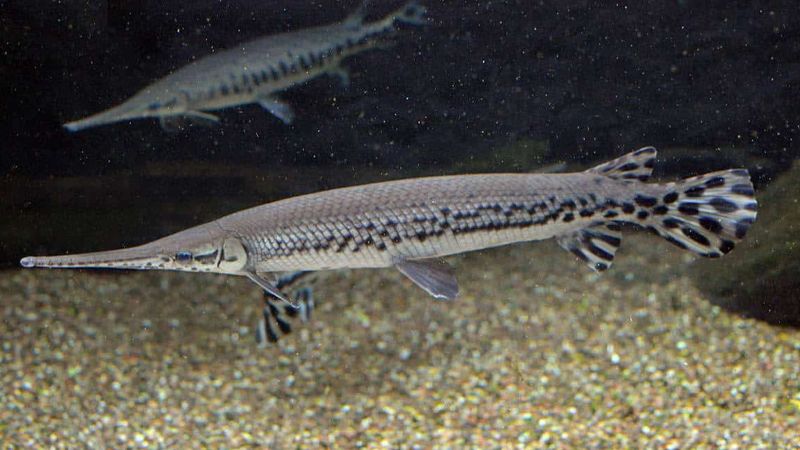 Tìm hiểu về cá giống cá sấu - dòng cá quý hiếm được săn đón