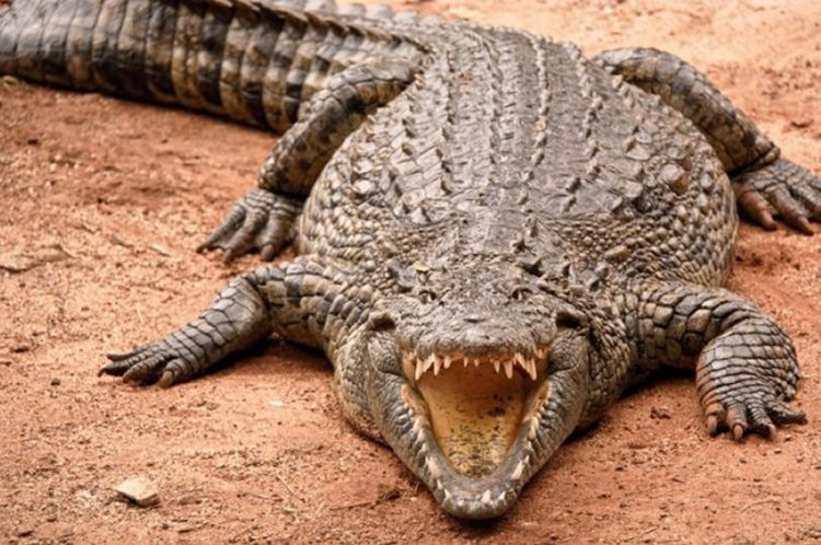 Cá sấu có bao nhiêu răng vĩnh viễn? Tìm hiểu sự phát triển răng của loài cá sấu