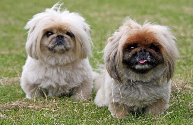 Tìm hiểu về các giống chó Trung Quốc đặc sắc