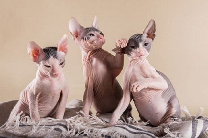 Tìm hiểu về 5 giống mèo sphynx đáng yêu nhất trên thế giới