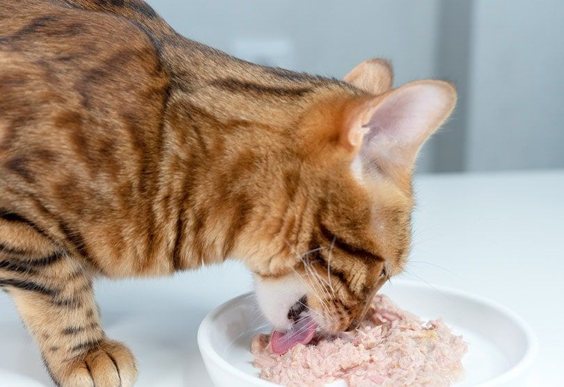 Cách tính lượng thức ăn cho mèo - Hướng dẫn đầy đủ và chi tiết