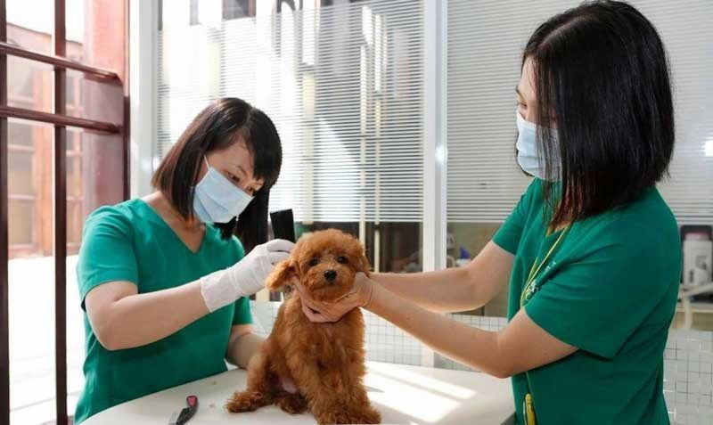 Chuyên mục chăm sóc thú cưng Đà Nẵng - Thông tin và kinh nghiệm hữu ích cho chủ nuôi