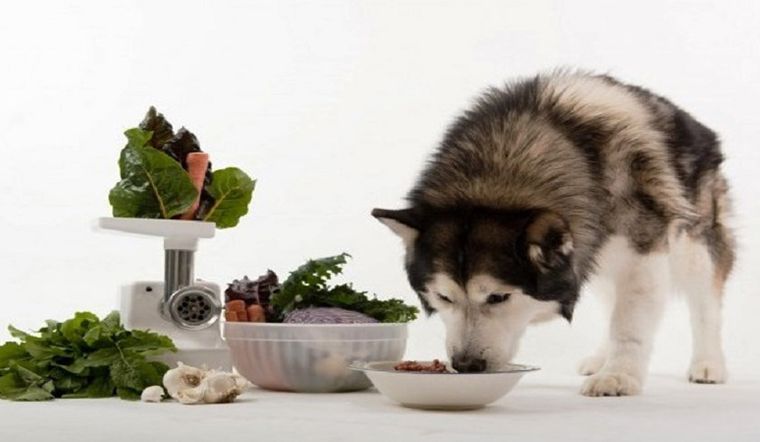Chế biến thức ăn cho chó - Bí quyết làm cho thú cưng của bạn luôn khỏe mạnh và sung sức!