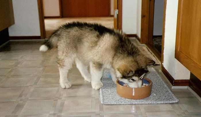 Chó 1 ngày ăn mấy bữa? Tất cả những gì bạn cần biết về thói quen ăn uống của chó