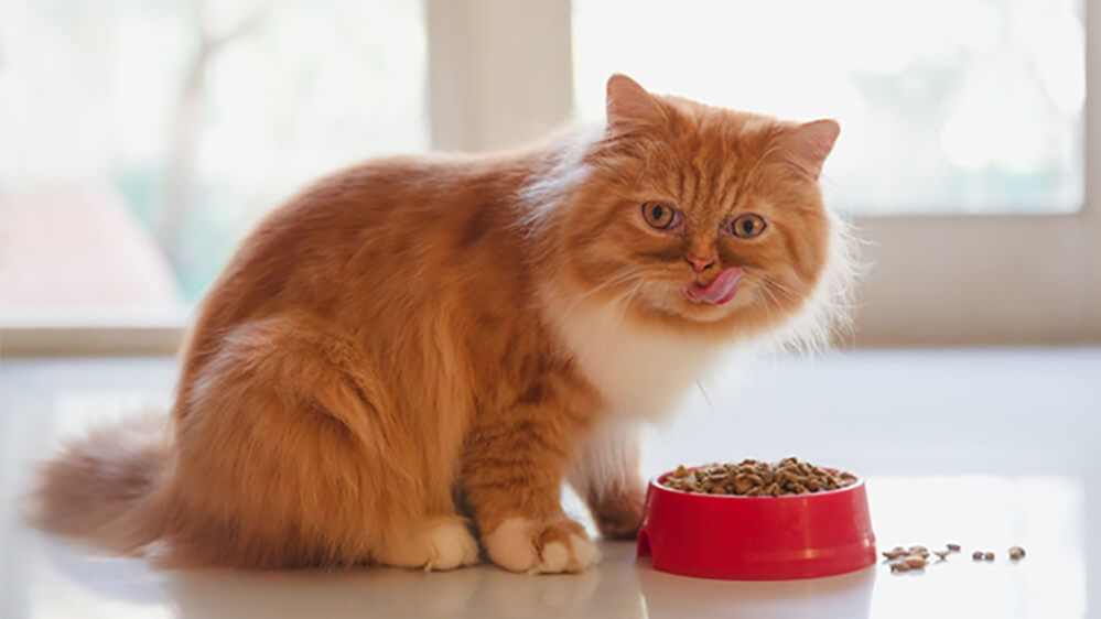 Chó có thể ăn thức ăn khô của mèo? Tìm hiểu cùng chúng tôi