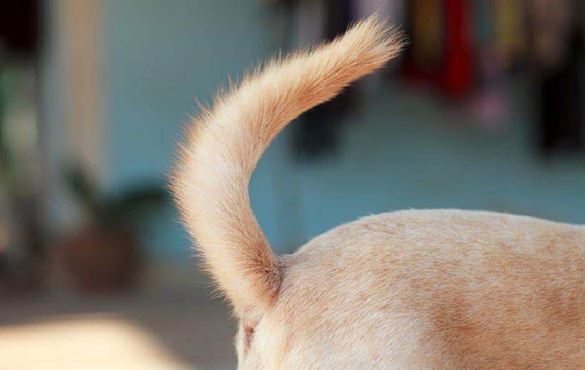 Tìm hiểu thông tin về chó cảnh cụt đuôi - Giải đáp tất cả những thắc mắc về giống chó đáng yêu này
