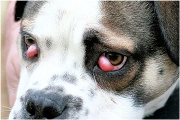 Tìm hiểu về chó cảnh mắt lồi: Nguyên nhân, triệu chứng và cách chăm sóc