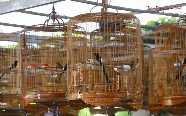 Khám phá địa điểm Chợ Chim Cảnh Lê Hồng Phong - Trung tâm giao dịch chim cảnh đáng để ghé thăm