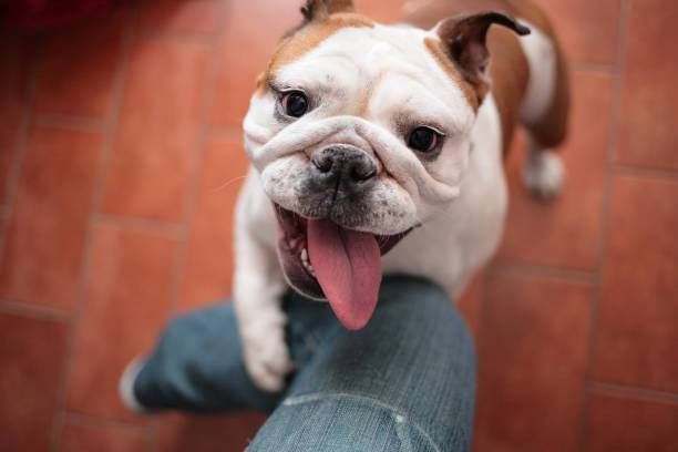 Tìm hiểu về chó ôm chân chủ - Liệu chúng có lợi cho sức khỏe?