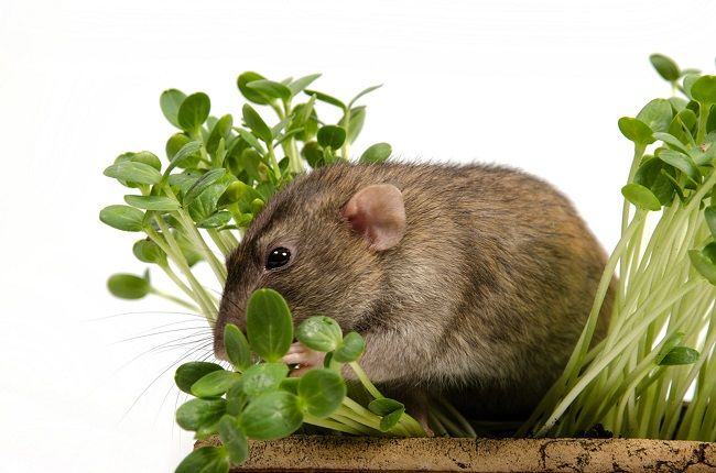 Những thông tin cần biết về chuột cảnh đẹp - Hướng dẫn chăm sóc và nuôi dưỡng