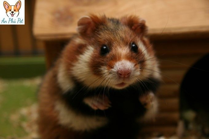 Tìm hiểu thông tin về chuột cảnh hamster