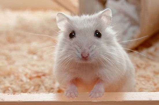 Chuột hamster ăn cơm được không? Hướng dẫn chăm sóc chu đáo cho hamster của bạn
