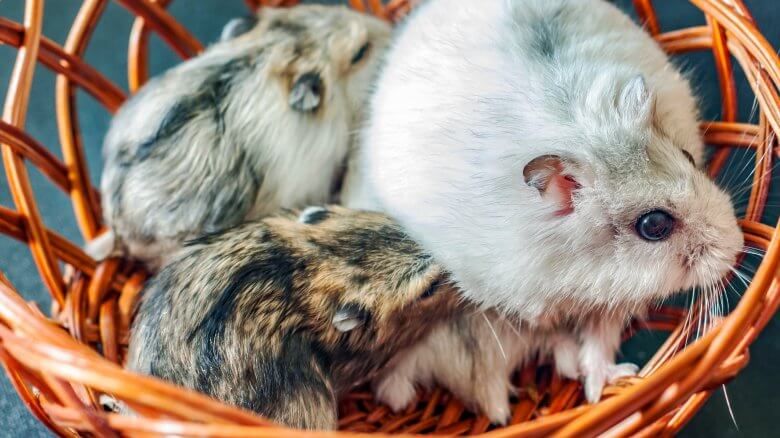Tìm hiểu cách cho chuột hamster ăn con đầy đủ dinh dưỡng