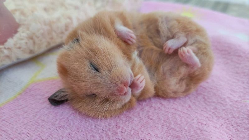 Chuột hamster bị rụng lông: Nguyên nhân và cách chăm sóc hiệu quả