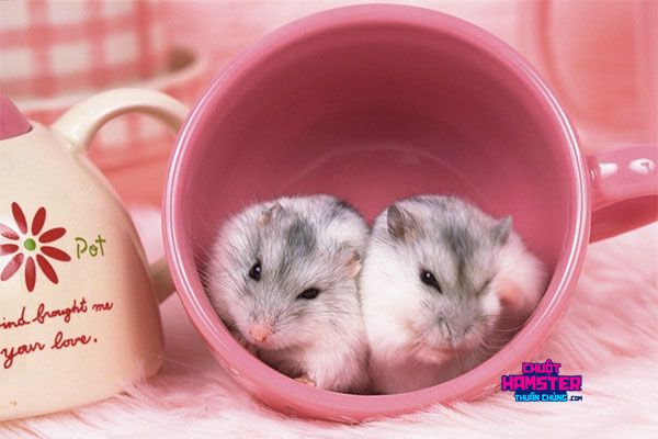 Chuột Hamster Cắn Nhau: Nguyên Nhân Và Cách Xử Lý