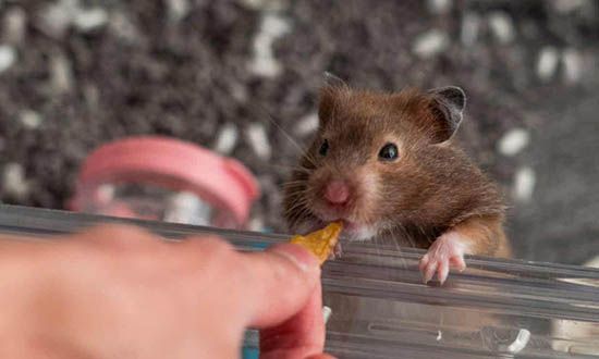 Chuột hamster đẻ được bao nhiêu lần trong một năm?