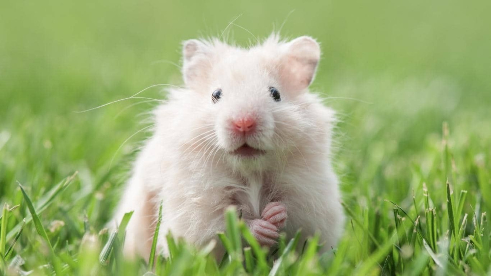 Tìm Hiểu Về Chuột Hamster Đực Và Cái: Cách Phân Biệt, Chăm Sóc Và Nuôi Dưỡng