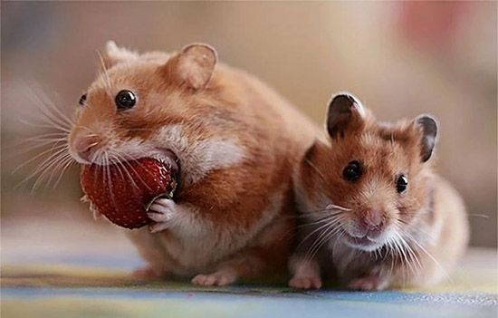 Chuột Hamster Giao Phối Cận Huyết: Những Thông Tin Cần Biết