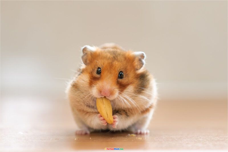 Tìm hiểu thông tin về chuột hamster hài - Chuyên mục chăm sóc thú cưng