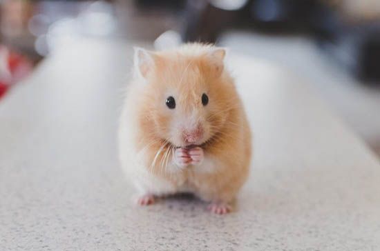 Tìm hiểu về chuột hamster kêu rít - Nguyên nhân và cách giảm tiếng ồn