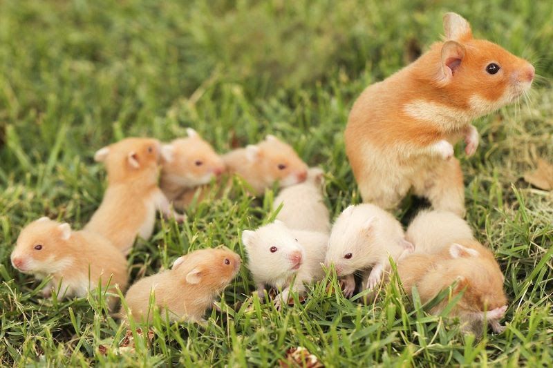Tìm hiểu thông tin về chuột hamster loại to và cách chăm sóc chúng
