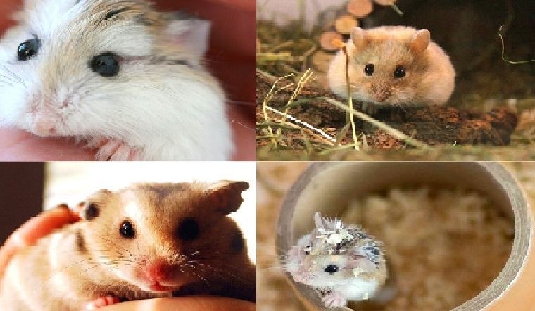 Tìm hiểu về Chuột Hamster Lớn - Hướng dẫn chăm sóc & nuôi những thú cưng đáng yêu