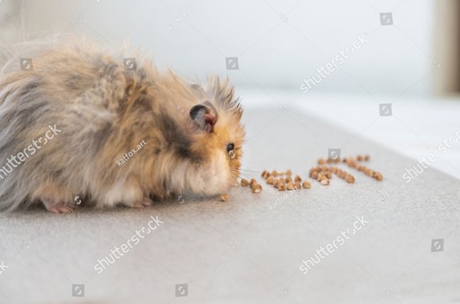 Tìm hiểu về chuột hamster lông xù - Thông tin chi tiết và cách chăm sóc