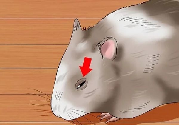Tìm hiểu về chuột hamster mắt đỏ lông vàng – Những thông tin cần biết