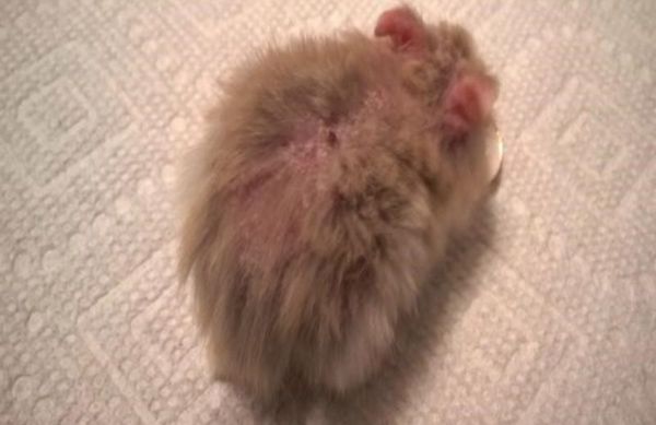 Tìm hiểu về chuột Hamster rụng lông - Các nguyên nhân và cách điều trị