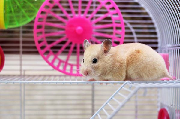 Tìm hiểu về chuột hamster: Nơi sống lý tưởng của loài chuột hamster