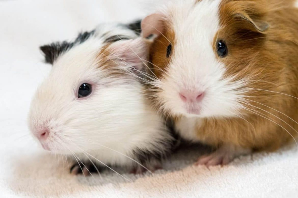 Tìm hiểu về chuột lang lông dài: Đặc điểm, sinh thái học và cách nuôi