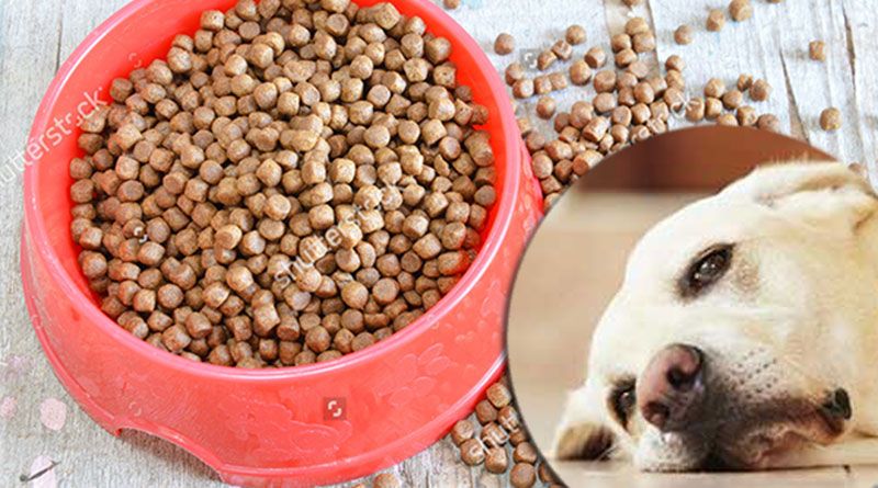 Có nên cho chó ăn thức ăn hạt? Tất cả những điều bạn cần biết