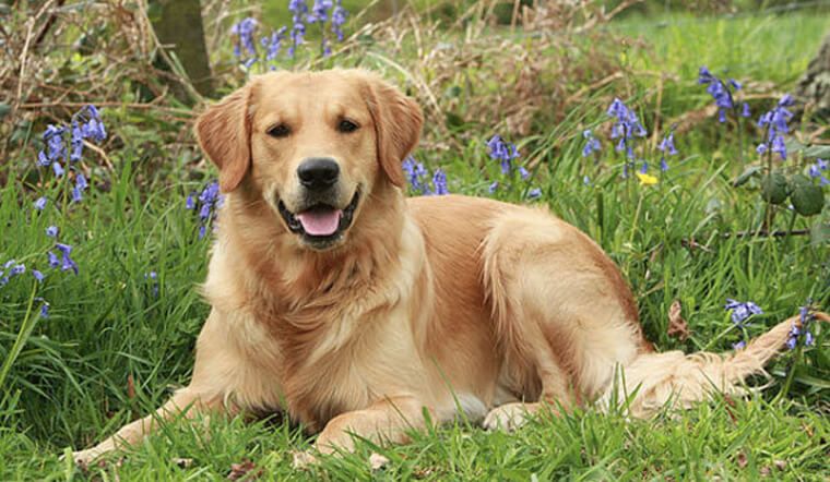 10 Đặc Điểm Giống Chó Golden Bạn Cần Biết