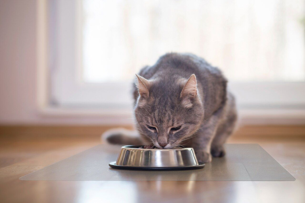 Đánh giá thức ăn cho mèo - Những lưu ý quan trọng khi chọn lựa