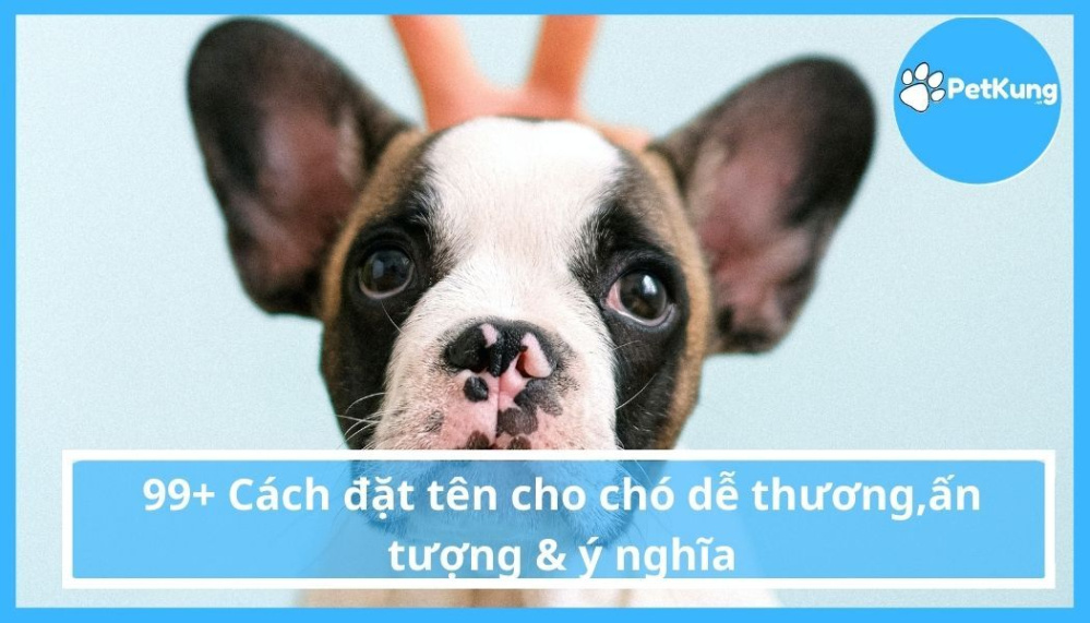 Những gợi ý đặt tên cho thú cưng tiếng Việt