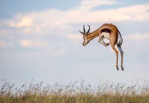 Động vật chạy nhanh nhất thế giới - Top 10 loài có tốc độ đáng kinh ngạc