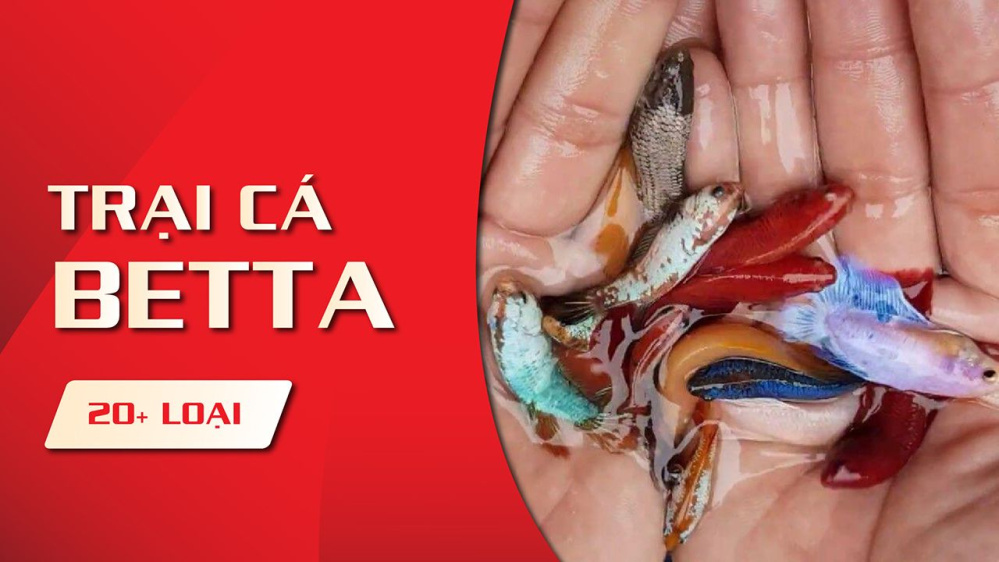 Tìm hiểu về giống cá Betta - Thông tin chi tiết và bổ ích