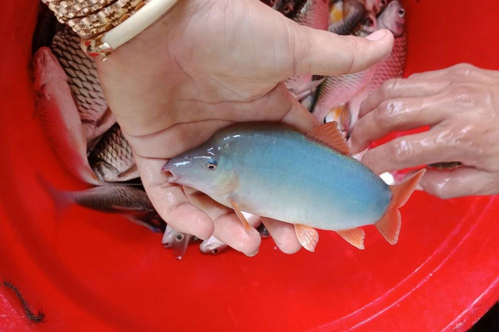 Tìm hiểu về giống cá heo nước ngọt - Thông tin chi tiết và đầy đủ nhất