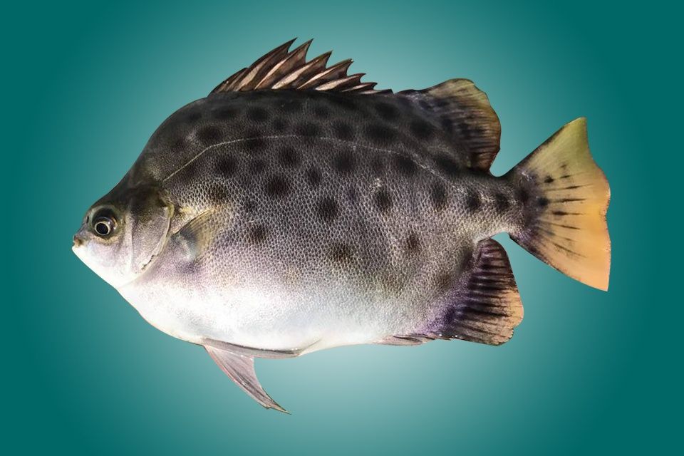 Giới thiệu giống cá nâu - Thông tin chi tiết về loại cá làm thực phẩm và làm cảnh