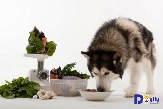 Giống chó Alaska ăn gì? Tìm hiểu các loại thực phẩm tốt cho sức khỏe của chúng