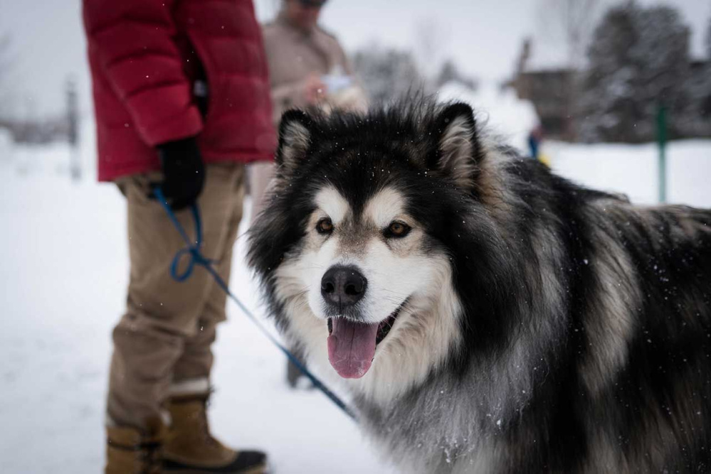 Giống chó Alaska - Giá bao nhiêu? Hướng dẫn cách chọn lựa