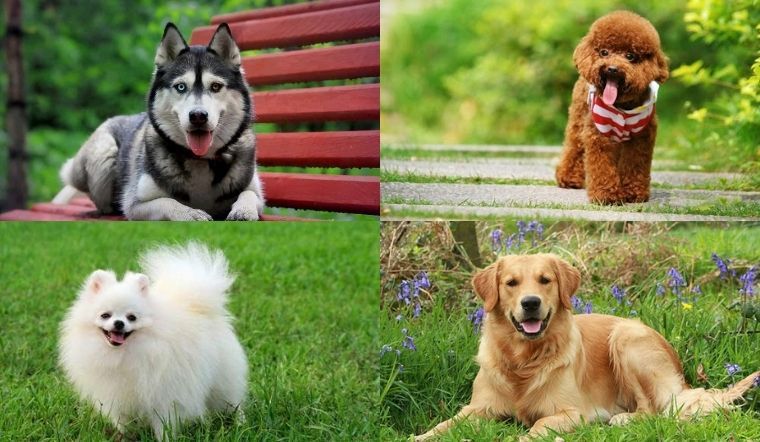 Top 10 giống chó cute nhất bạn nên biết