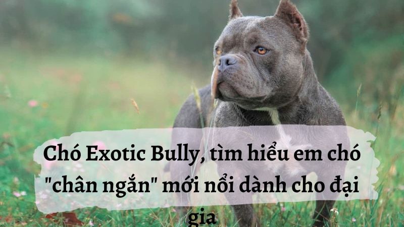 Tìm hiểu về giống chó Exotic Bully - Thông tin và đặc điểm nổi bật