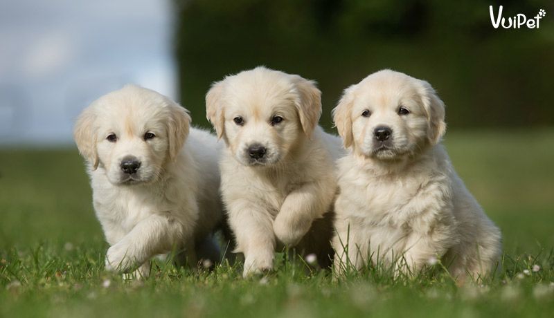 Tìm hiểu thông tin về giống chó Golden thuần chủng