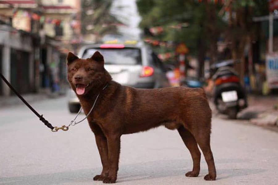 Giống chó Hà Giang: Tính cách và đặc điểm nổi bật