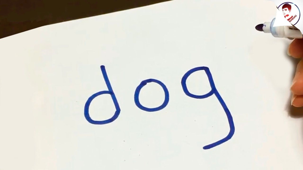 Tìm hiểu về Giống chó Oggy - Thông tin chi tiết từ tiểu sử đến cách chăm sóc