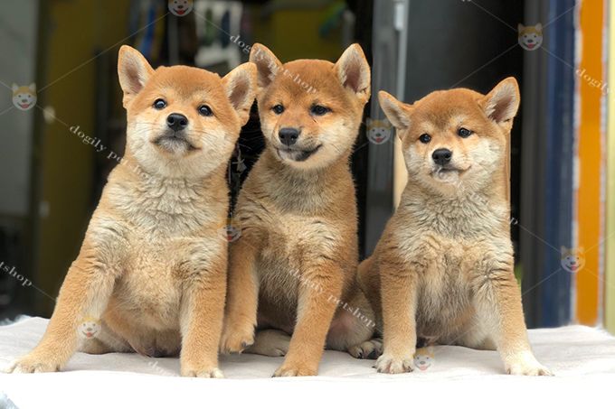Tìm hiểu về giá của giống chó Shiba - Bảng giá chi tiết giống chó Shiba