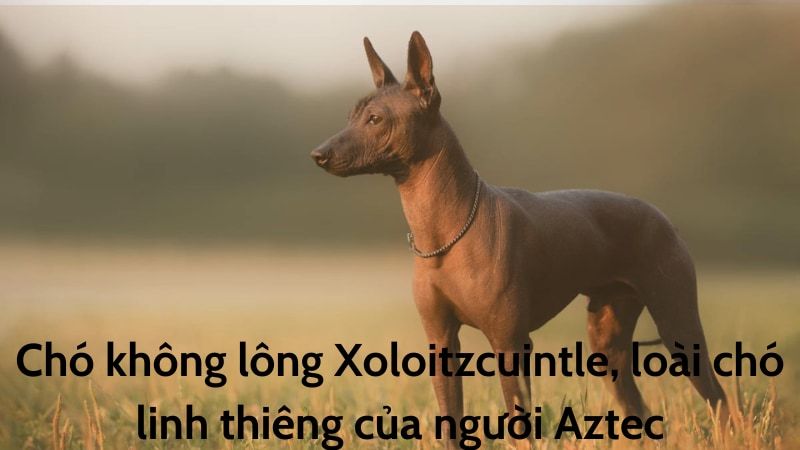 Giới thiệu về giống chó Xolo: Tính cách, đặc điểm và lịch sử