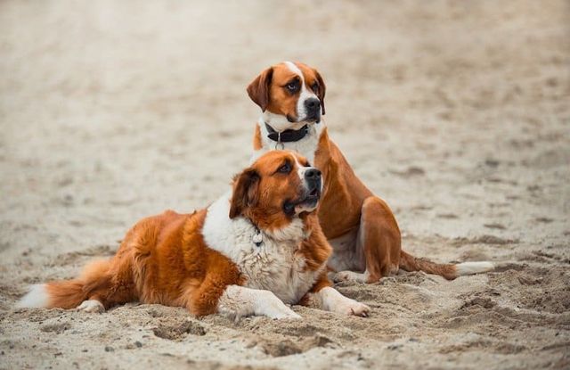 Tìm hiểu về giống chó Ý - Thông tin chi tiết về đặc điểm, tính cách và sức khỏe
