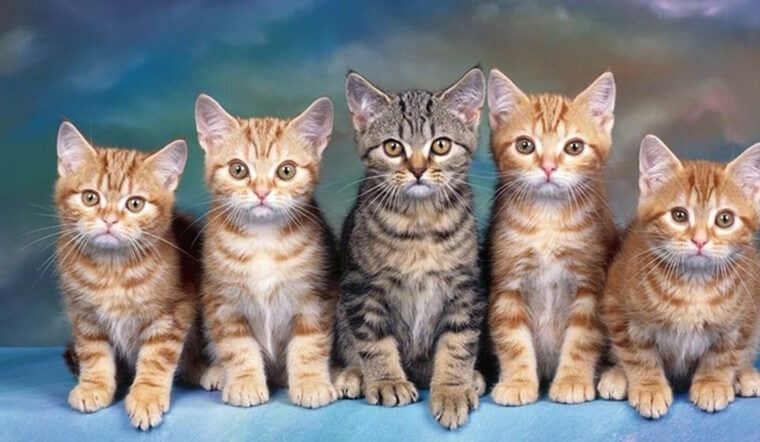 Tìm hiểu về những giống mèo cute được yêu thích nhất!